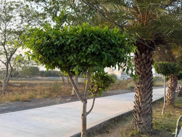 Land for sale in Bilaspur, Chhattisgarh