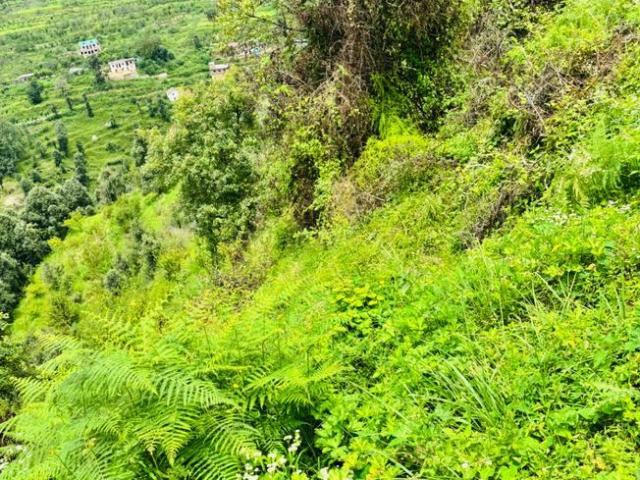 Land for sale in Mukteswar-kumaon, Uttarakhand
