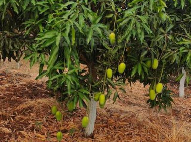 Land for sale in Narayankhed, Telangana
