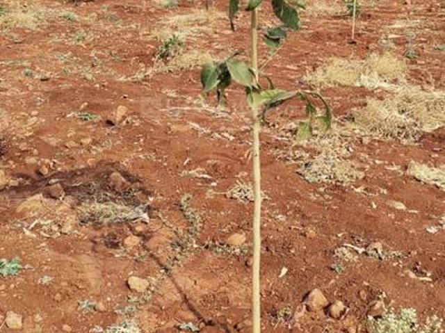 Land for sale in Narayankhed, Telangana