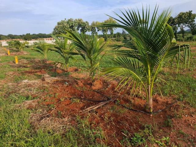 Land for sale in Narayankhed, Telangana