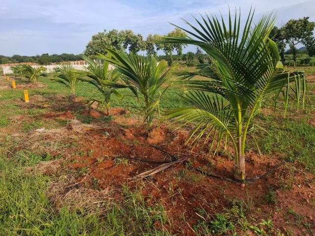 Land for sale in Narayankhed, Telangana