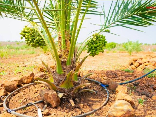 Land for sale in Narayankhed, Telangana
