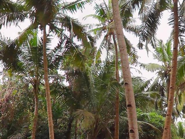 Land for sale in Agacaim, Goa