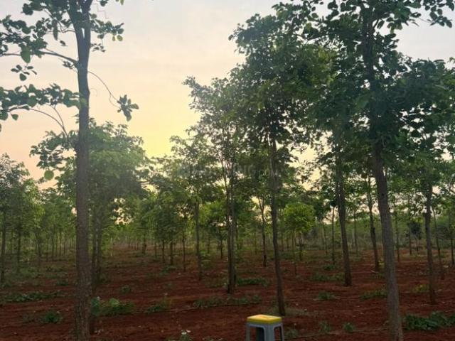 Land for sale in Prakasam, Andhra Pradesh