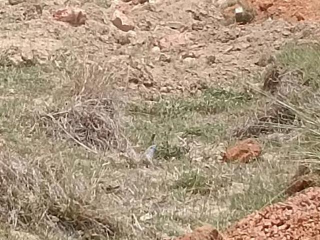Land for sale in Khandagiri