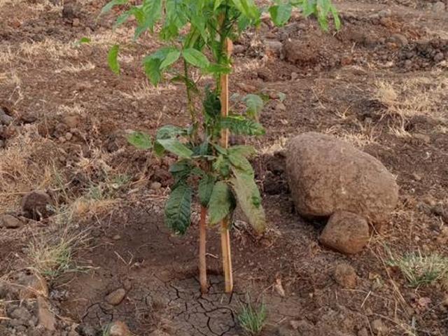 Land for sale in Sadasivpet, Telangana