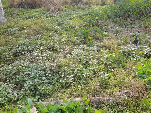 Land for sale in Kolkata