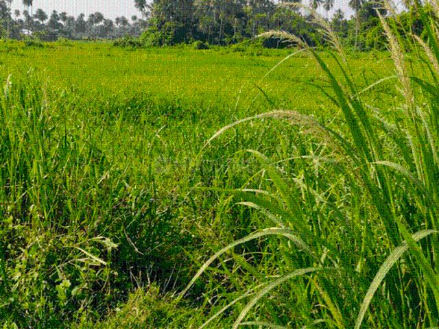 Land for sale in Sodepur, Panihati