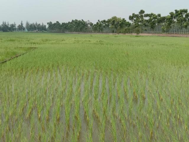 Land for sale in Kamrabad, Rajpur Sonarpur