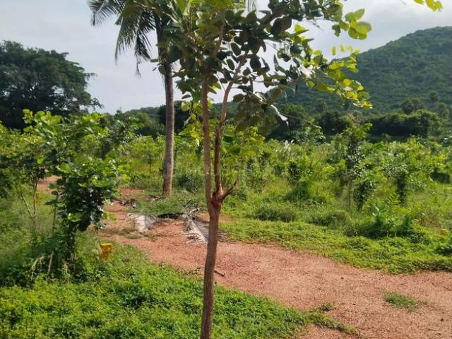 Land for sale in Srungavarapukota, Andhra Pradesh