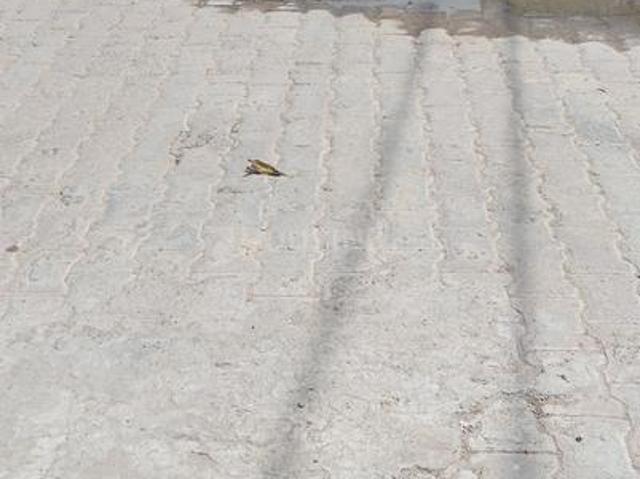 Land for sale in Allahabad, Arunachal Pradesh