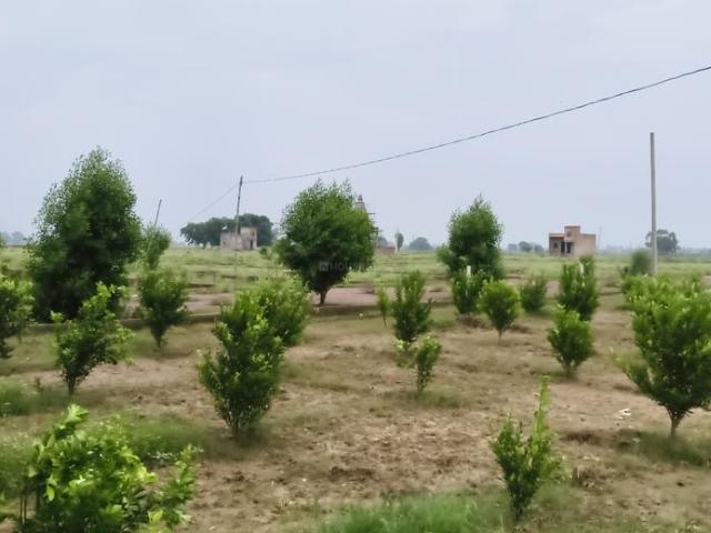 Land for sale in Nagla Mewa, Nurpur