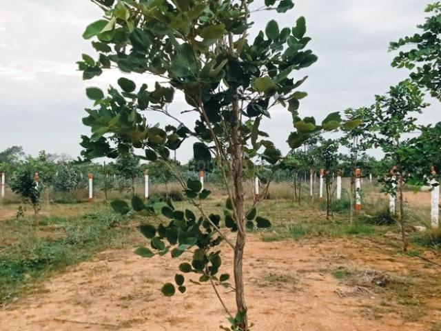 Land for sale in Vengal, Tamil Nadu