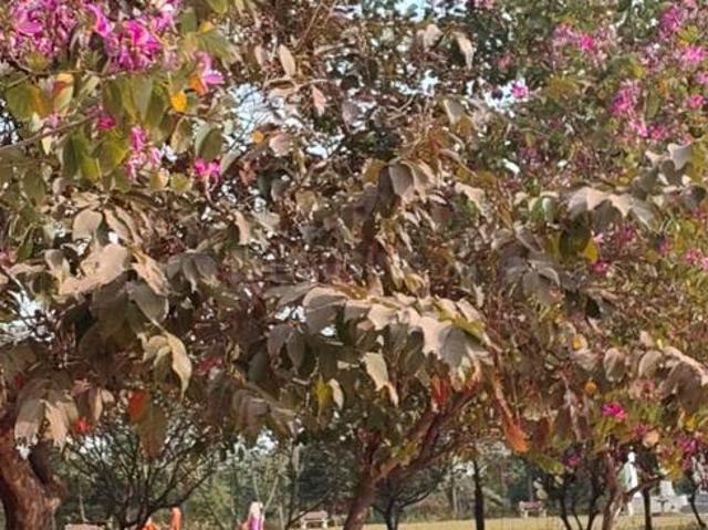 Land for sale in Raipur