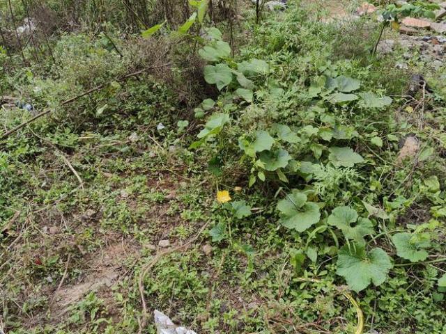Land for sale in Cox Town - Bangalore, Karnataka
