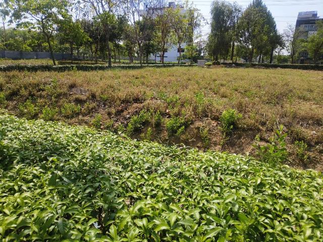 Land for sale in Hariana