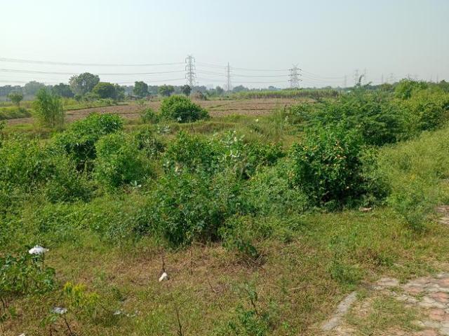 Land for sale in Pachokara, Gautam Buddha Nagar