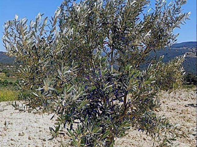 Kale, Denizli içerisinde satılık Arsa