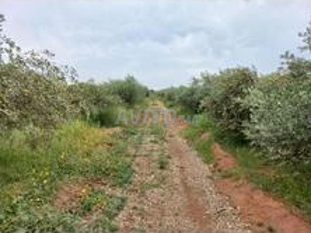 Propriété vente à Al Haouz, L'Oriental