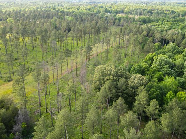 Land for sale in Crawford, Mississippi
