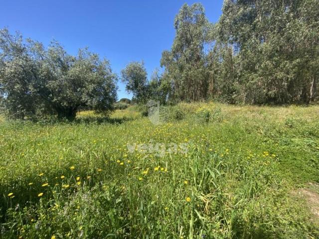 Terreno venda em Rio Maior, Santarém