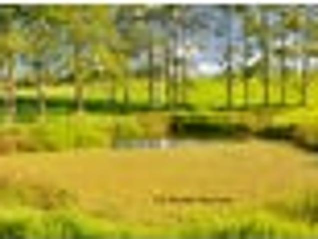Land for sale in Northland