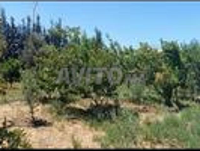Maison vente à Settat, Gharb-Chrarda-Beni Hssen