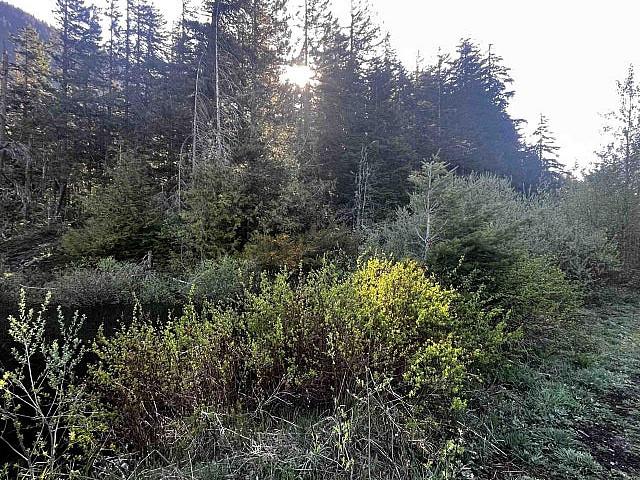 Land for sale in Canyon, British Columbia