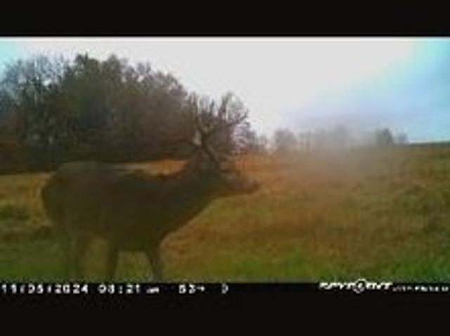 Farm for sale in Bellflower, Missouri