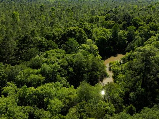 Land for sale in Baconton, Georgia