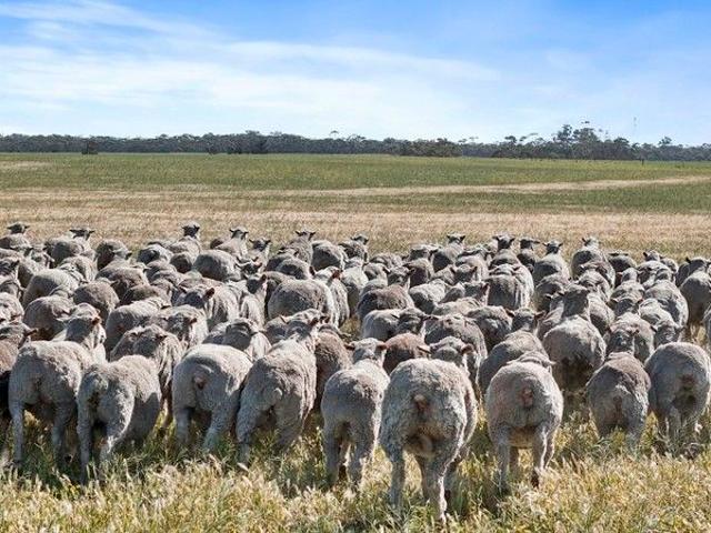 Acreage for sale in Peake, South Australia