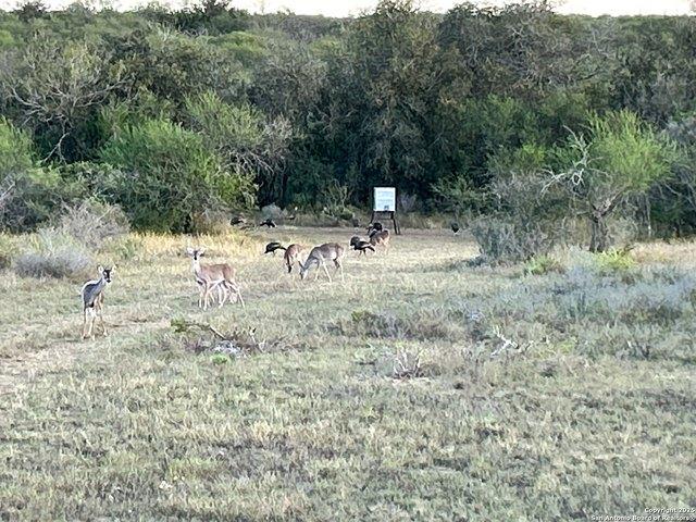 Land for sale in Kenedy, Texas