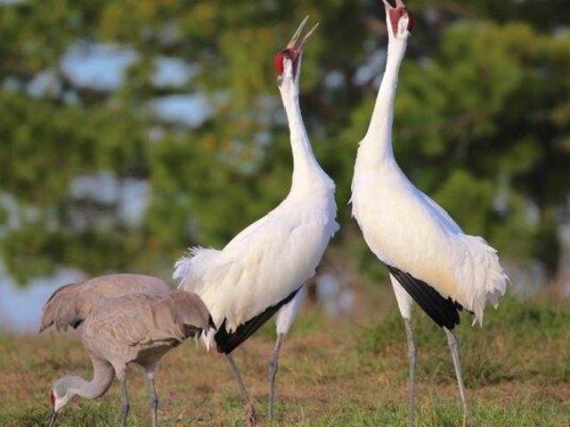 Land for sale in Lamar, Aransas County