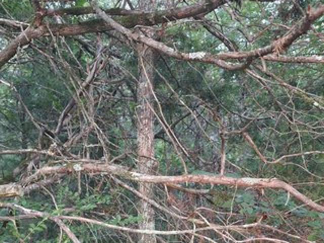 Land for sale in Ark