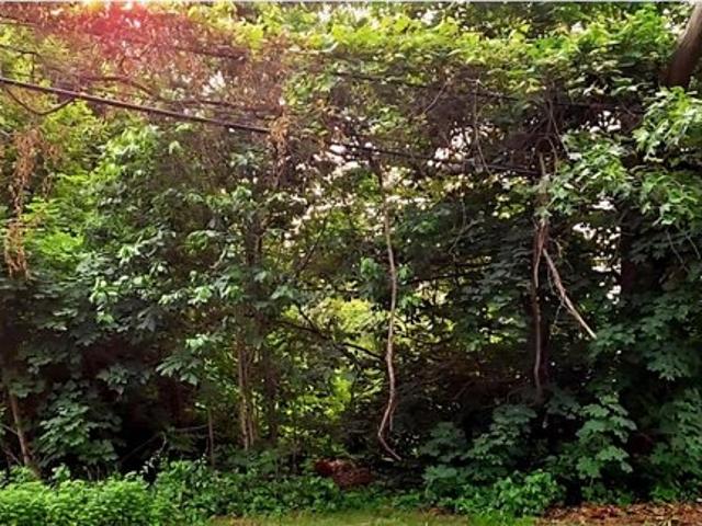Land for sale in Ronkonkoma