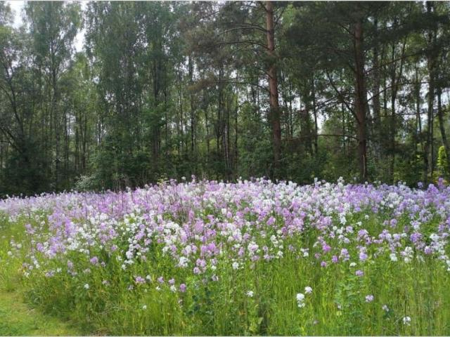 Lägenhet hyra i Sibbhult, Skåne