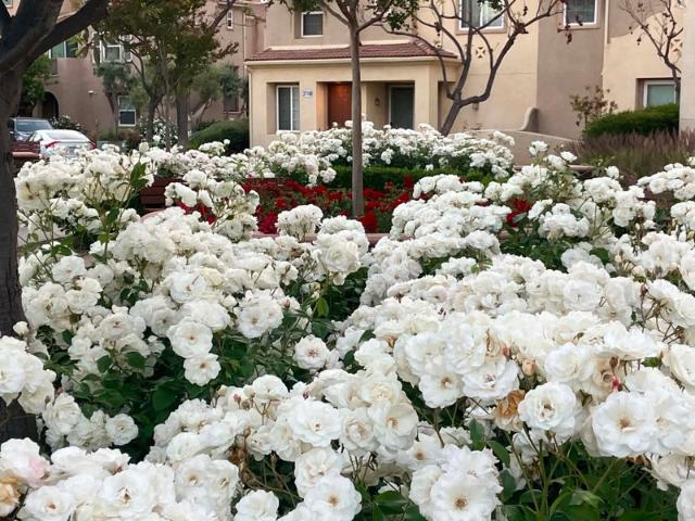 Room for rent in Temecula, California