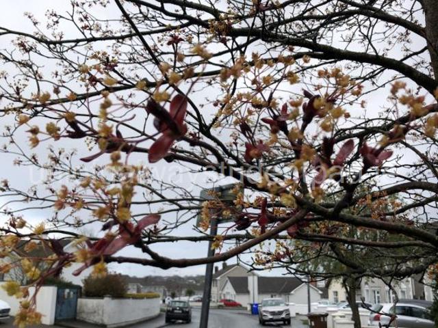 Room to rent in Gaillimh, Connacht