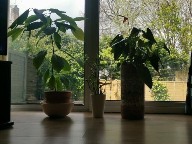 Room for rent in Camp Field, Leeds