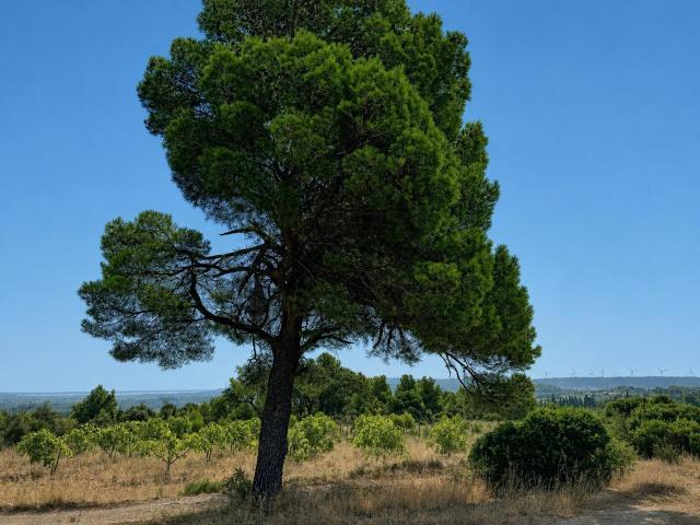 Terrain vente à Narbonne, Roquefort-des-corbières