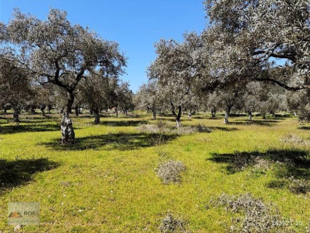 Bayindir, İzmir içerisinde satılık mülk