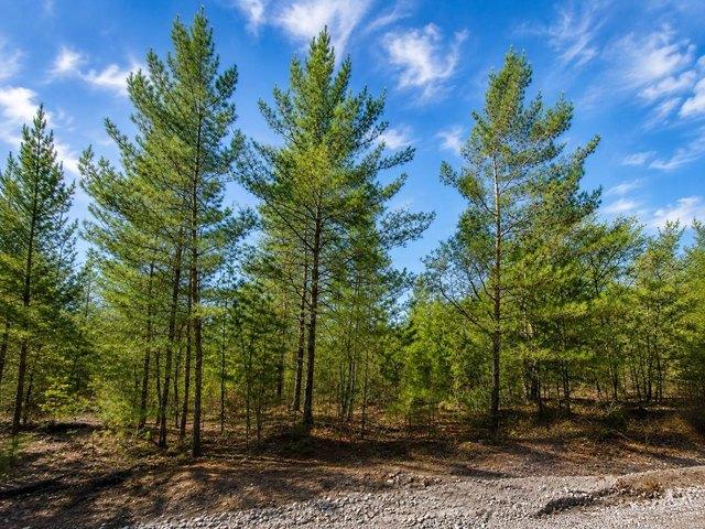 Land for sale in Interlachen, Putnam County