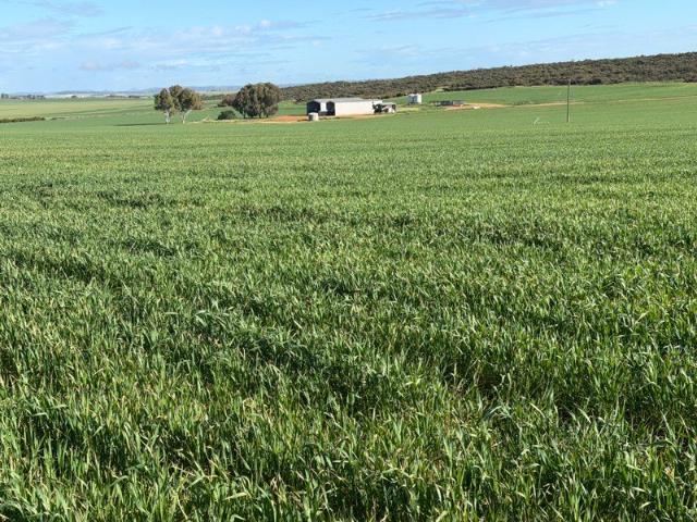 Cottage for sale in West Casuarinas, Western Australia