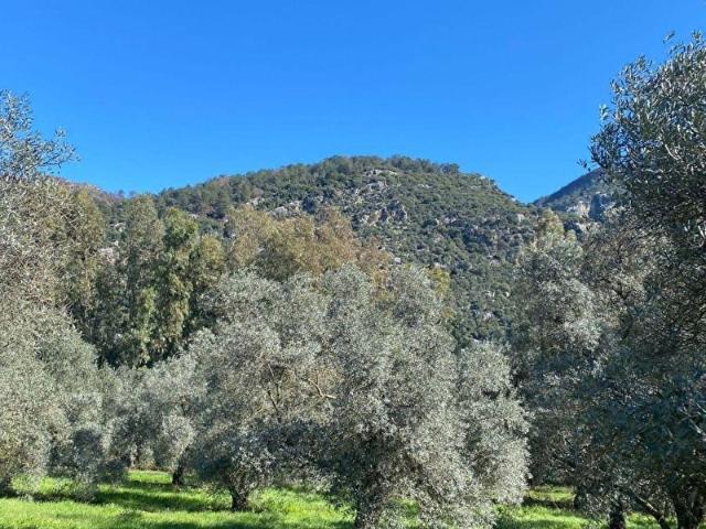 Muğla Merkez, Muğla içerisinde satılık mülk