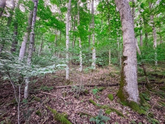 Land for sale in Camden On Gauley, West Virginia