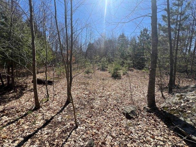 Land for sale in East Jewett, New York