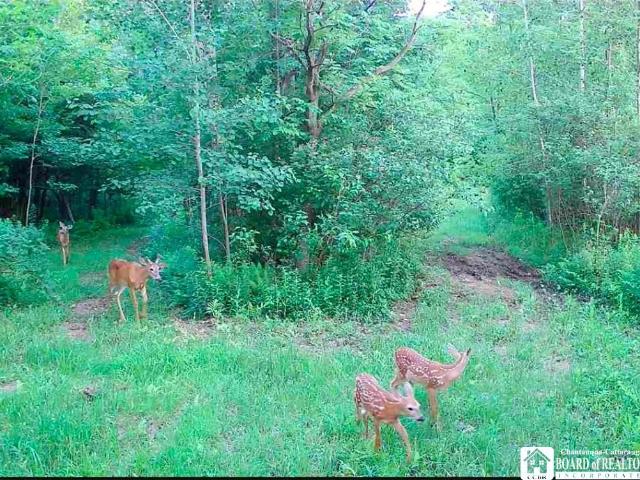 Land for sale in Findley Lake, New York