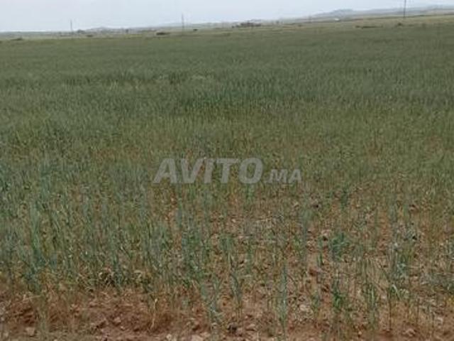 Propriété vente à Ben Slimane