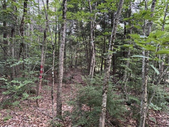 Land for sale in Litchfield